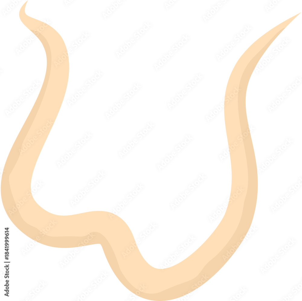 Obraz premium Roundworm Parasite