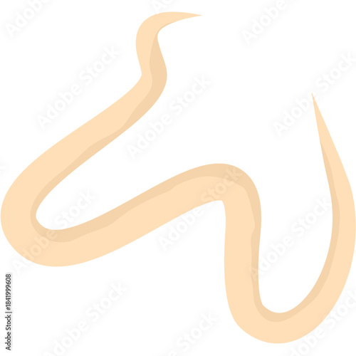 Roundworm Parasite