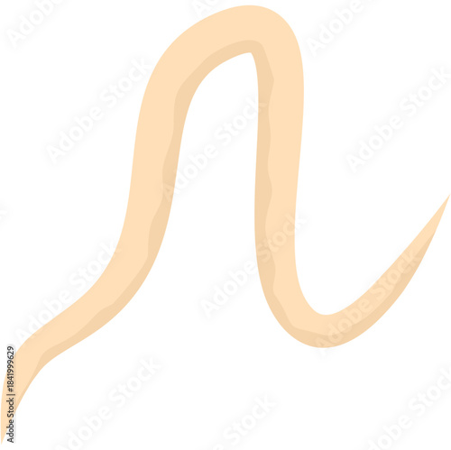 Roundworm Parasite