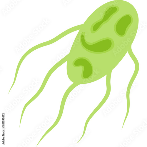 Salmonella Typhi Illustration
