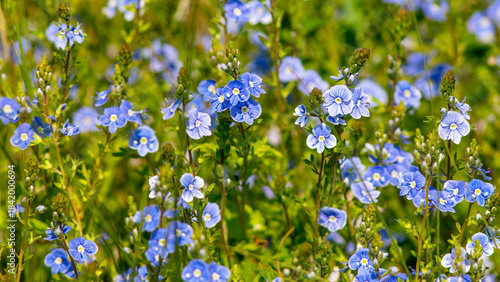 blue flowers on green grass