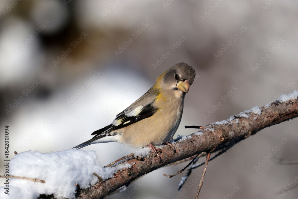 Fototapeta premium Evening Grosbeak flock, males and females, competing with other winter birds for food at the feeder