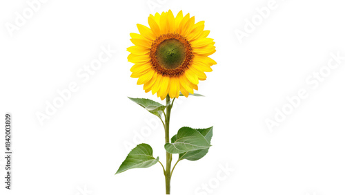 Vector of a bright yellow sunflower with green leaves on transparent background