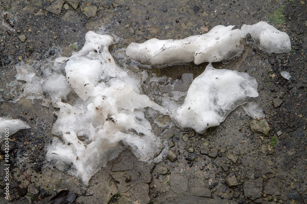 Fototapeta premium Dirty melted snow on the wet ground. Melting wet snow