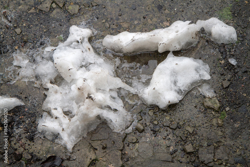 Dirty melted snow on the wet ground. Melting wet snow