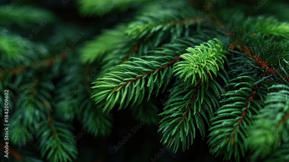 Fototapeta premium Close-up of lush green pine tree branches, showcasing vibrant needles and a rich texture, evoking a serene and natural atmosphere.