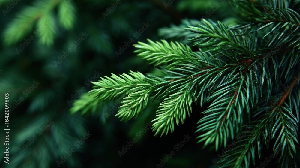 Fototapeta premium A close-up view of vibrant green coniferous leaves, showcasing the intricate texture and arrangement of evergreen foliage.