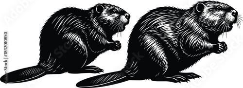 Beaver silhouette vector illustration, black and white minimal graphic design of a rodent with detail fur, standing animal symbol for wilderness, wildlife, or nature concepts.