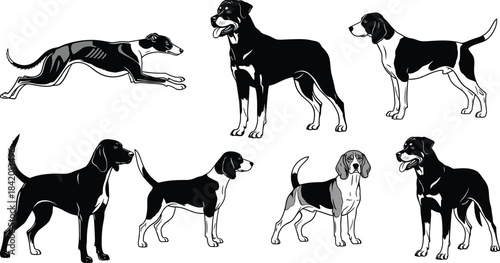 Black and White Detailed Silhouette Set of Various Dog Breeds Greyhound Rottweiler Beagle Hounds Vector Illustration for Pet Animal Logo and Design