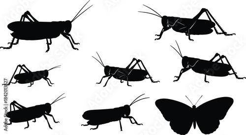 Black Silhouette Set of Grasshoppers Locusts and Butterfly Insects in Various Detailed Poses Vector Illustration for Nature Entomology and Design Elements