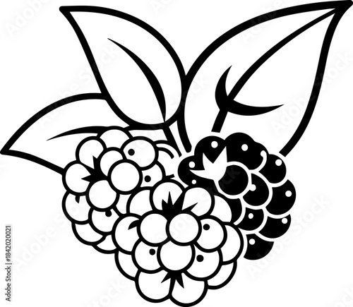 
SVG vector illustration of fruit-themed product labels and packaging elements.Tropical Fruits with Pineapple and Avocado Outline