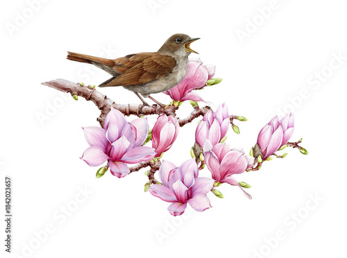 Foto Singing nightingale bird on blooming pink magnolia tree twig vintage style watercolor illustration