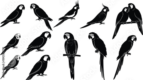 Black Silhouette Set of Exotic Parrots, Macaws, Budgerigars, and Cockatiels, Isolated Vector Illustration Collection of Tropical Birds for Nature and Pet Concepts