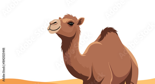 Close-up of a calm and smiling dromedary camel with one hump, standing in the desert against a clean white background.