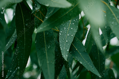Freshly Dewed Eucalyptus Leaves in Rain
