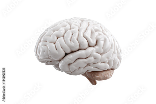 White human brain cerebellum anatomical model isolated on black background anatomy medical, Png, Isolated on Transparent Background, Cut Out