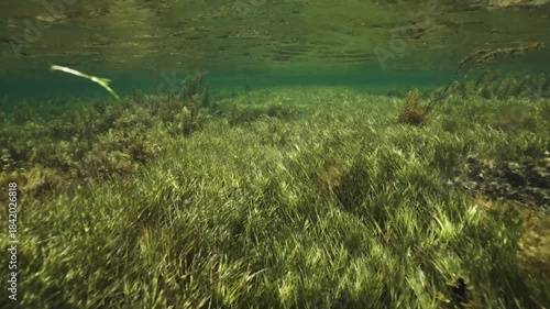 Colorful sunlight highlights bustling marine plant and animal life