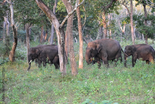 Canvas Print A herd of Indian elephants in South Indian foersts