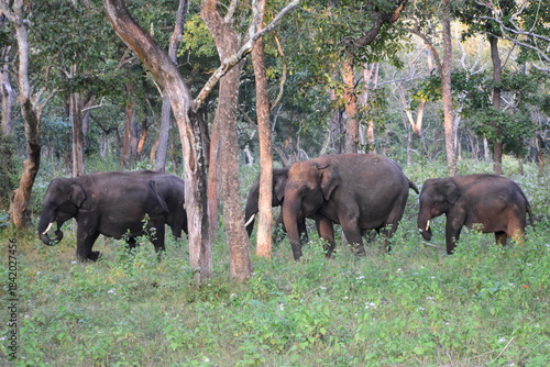 Sticker A group of Indian elephants in South Asian forests