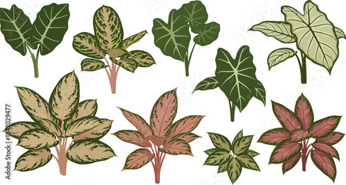 Set of green leaves isolated on a white background