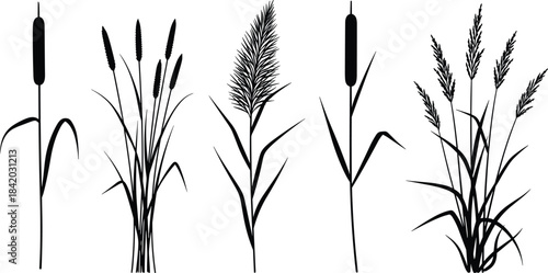 Grass silhouettes vector set, botanical plant shapes, wild grass species, nature illustration, ecology design, rural foliage, black silhouette collection