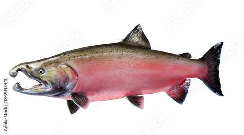 Replica trophy mature spawn coho salmon in brilliant colors isolated on transparent background  