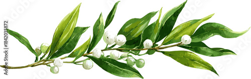 Olive branch with green leaves and white mistletoe berries with clipping path