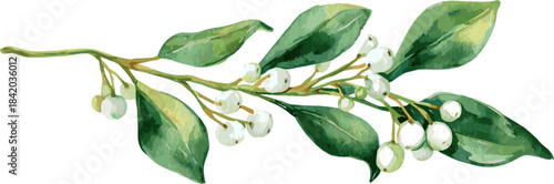 Watercolor olive branch with white mistletoe berries and green leaves, Vector design illustration for Decoration