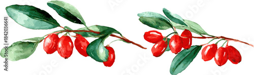2 sets of watercolor mistletoe with red berries, vector graphic illustration