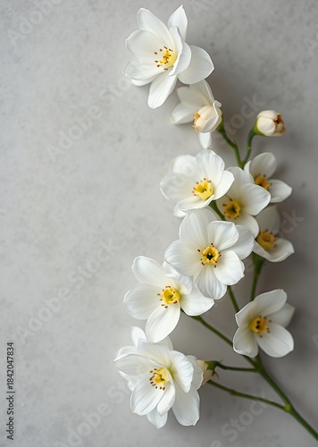 Minimalist sympathy card with delicate white flowers on muted grey background copy space funeral flowers grief death flower loss ceremony floral sadness cemetery mourning dead