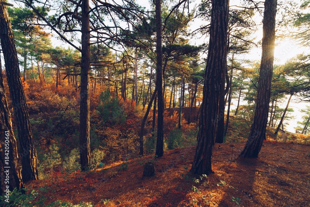 Obraz premium Autumn forest 