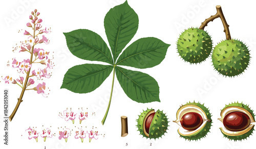 Vector botanical illustration of horse chestnut tree with flowers, leaves, branches, and spiky seed pods, ideal for educational materials, biology charts, and nature designs