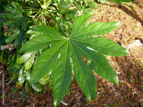 Japanese Aralia - Fatsia Japonica tropical plant leaf