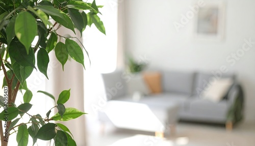 Indoor ficus plant, blurred sofa background, bright lighting