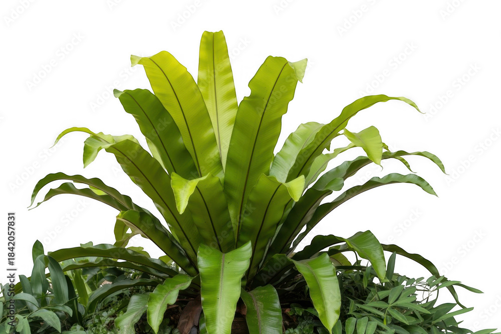 Obraz premium Large green plant with long leaves isolated on a transparent background tropical