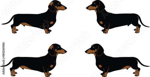 Four black and tan dachshund dogs in profile facing each other canine animal