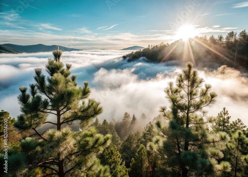 Misty dawn unfolds over a serene green pine forest from above, bathed in soft natural light