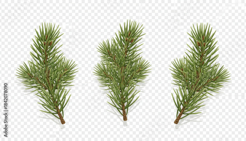 christmas tree branches