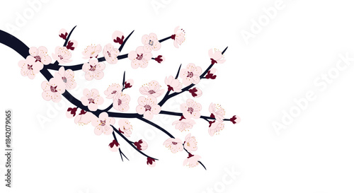 A delicate branch of blooming pink cherry blossoms, or sakura, with dark branches against a clean white background with copy space.
