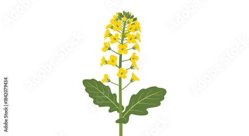 A simple, elegant illustration of a blooming rapeseed or canola plant with yellow flowers and green leaves on a white background.