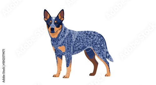 A full-body illustration of an Australian Cattle Dog, also known as a Blue Heeler, standing in a profile view.