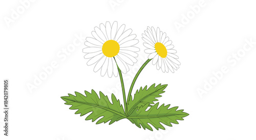 A delicate illustration of two chamomile or daisy flowers with white petals and yellow centers, on a shared leafy stem.