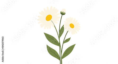A beautiful and simple drawing of two daisy flowers and a bud on a single stem with green leaves on a white background.