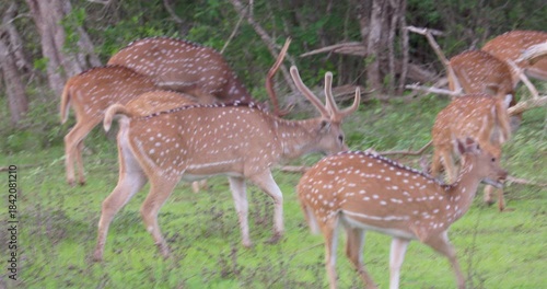 Axis Deer (Axis axis) in Yala National Park, Sri Lanka