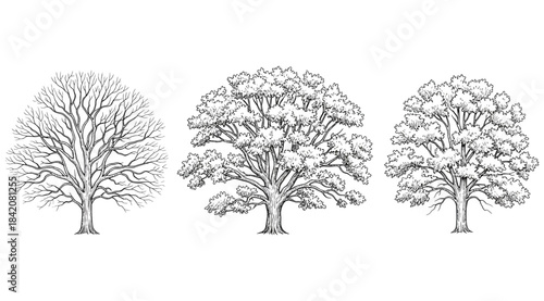 Three deciduous trees in different seasonal states—bare, full canopy, and varied foliage—black-and-white illustration for botanical reference, ecological study, or artistic comparison of tree structur