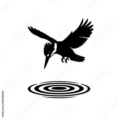 Pied Kingfisher Hovering Above a Minimal Water Drop Impact Ring vector illustration