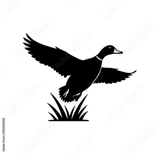 Marsh Duck in Mid-Flight Over Tall Wetland Grass vector illustration