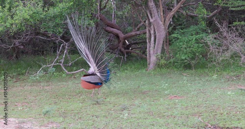 Indian Peafowl (Pavo cristatus) Displaying Tail Feathers in Yala National Park, Sri Lanka