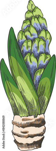 Watercolor sketch of a hyacinth sprout with shoots, buds, and bulb.