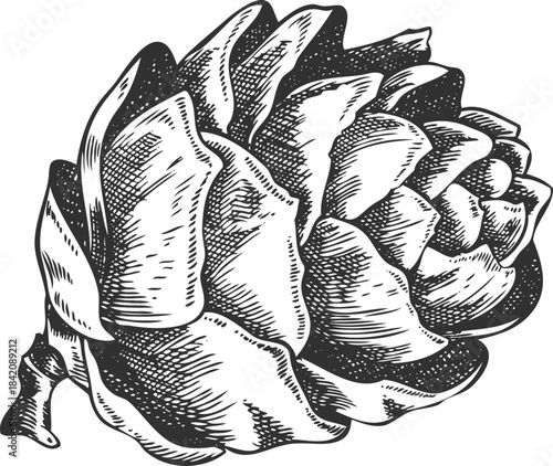 European Larch cone engraved hand drawn, conifer tree cone botanical vector sketch, natural forest scent Xmas decoration